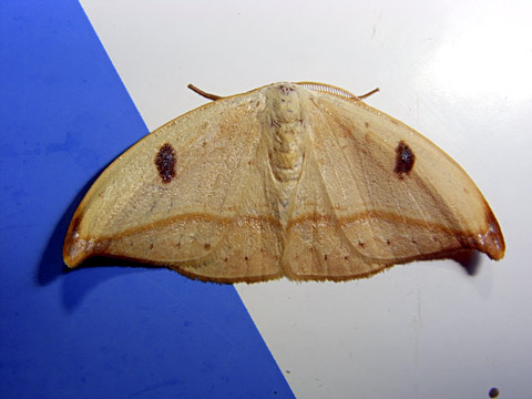 クロモンカギバ