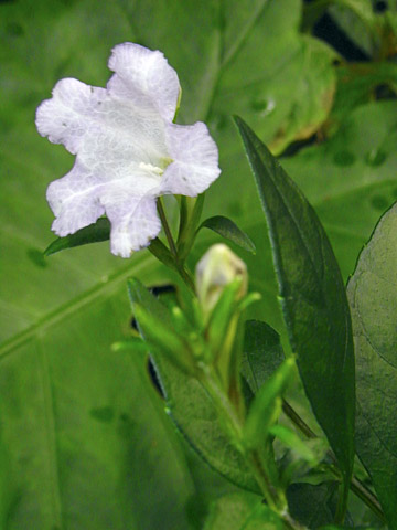 オキナワスズムシソウ