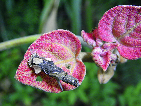 オオミノガ幼虫