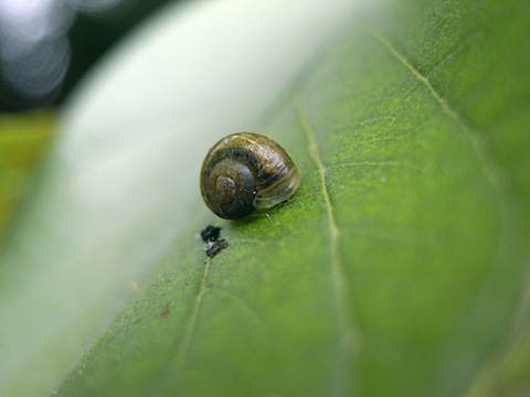 ウスカワマイマイ？