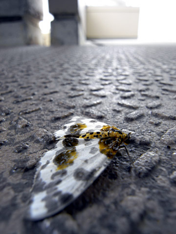 ユウマダラエダシャク