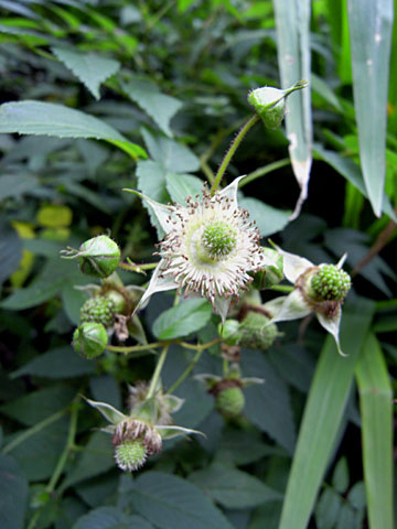 リュウキュウバライチゴ