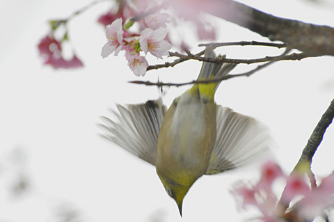 リュウキュウメジロ