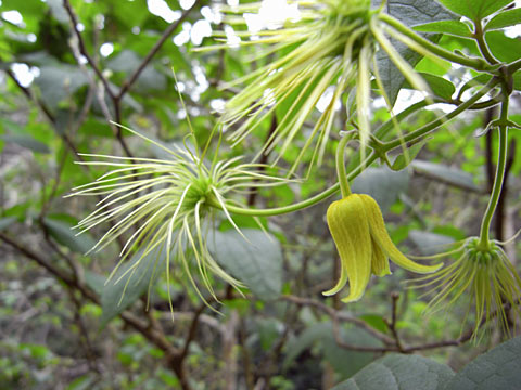 ビロードボタンヅル