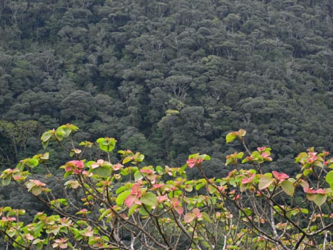 アカメガシワ芽吹きと山並み