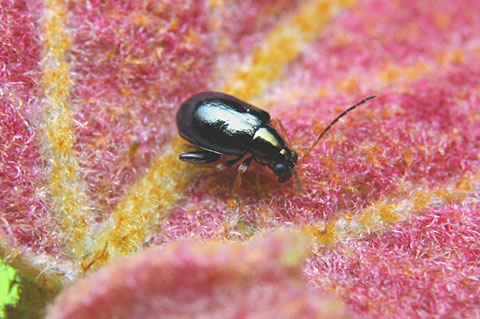 タイワンツブノミハムシ