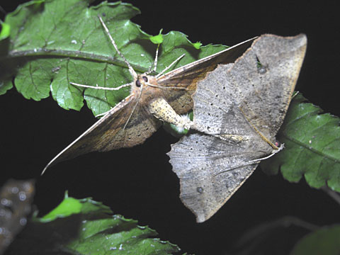 モンシロツマキリエダシャク