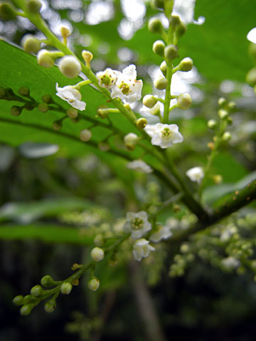 シマイズセンリョウ花
