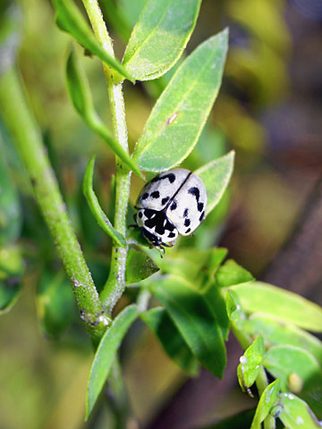 ハイイロテントウ