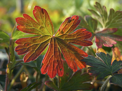 アメリカフウロ