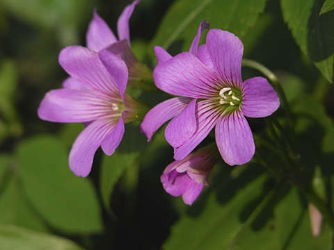 ムラサキカタバミ