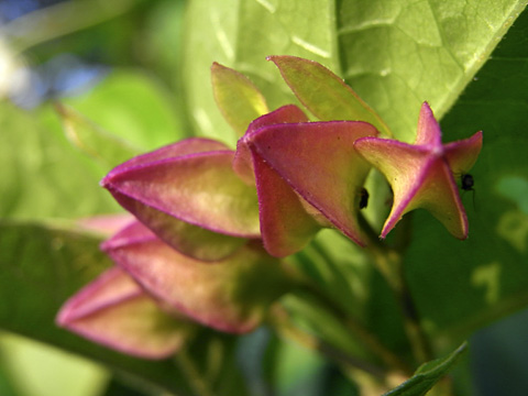 ショウロクサギ蕾