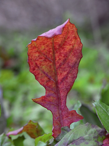 オニタビラコ葉