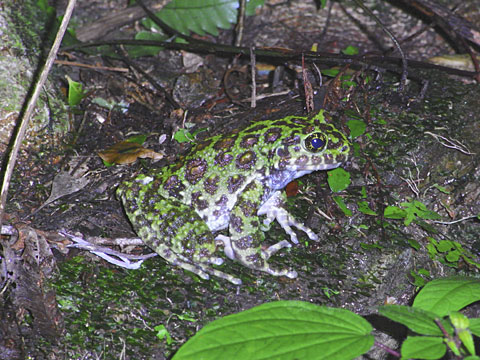 イシカワガエル