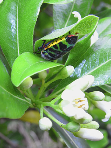 キンカメムシの一種