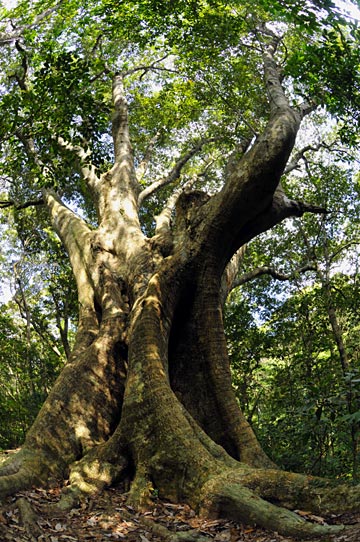 オキナワウラジロガシ