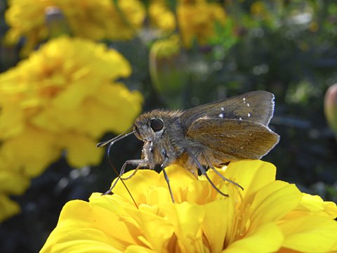 チャバネセセリ