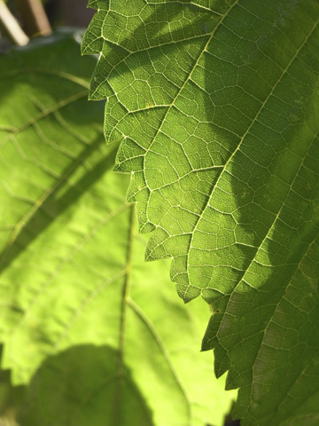シマグワ シマグワ