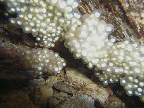 ハナサキガエル卵塊 ハナサキガエル卵塊