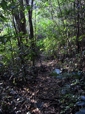 森の夜明け 森の夜明け