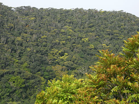 新緑の始まり 新緑の始まり