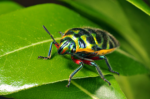 ラデンキンカメムシ ラデンキンカメムシ