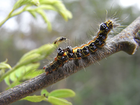 タイワンキドクガ幼虫と寄生バチ? タイワンキドクガ幼虫と寄生バチ?