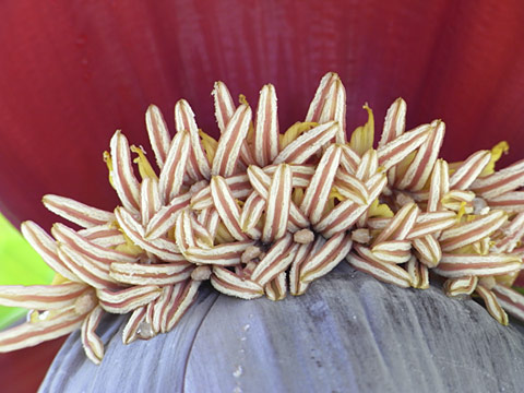 シマバナナ花 シマバナナ花