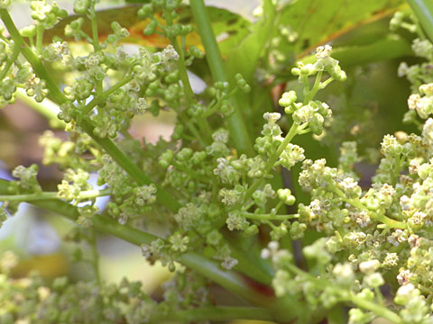 アカギ雄花 アカギ雄花