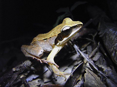 リュウキュウアカガエル リュウキュウアカガエル