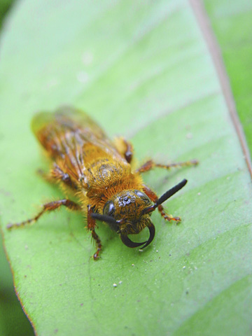 アカアシハラナガツチバチ雌? アカアシハラナガツチバチ雌?