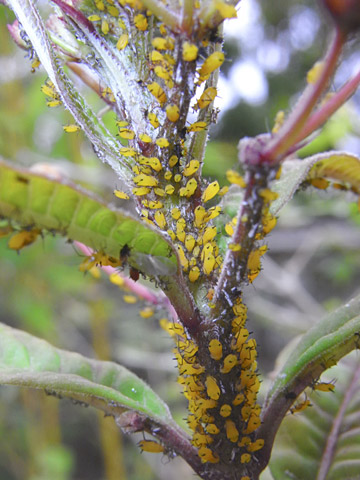 キョウチクトウアブラムシ キョウチクトウアブラムシ