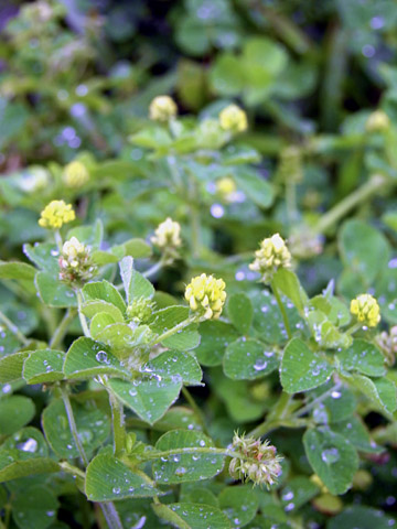 コメツブウマゴヤシ コメツブウマゴヤシ