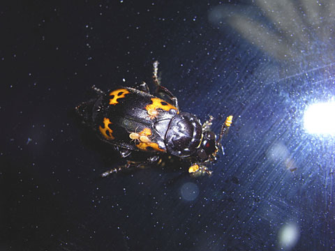 ネパールモンシデムシ ネパールモンシデムシ