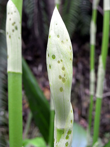 カクチョウラン蕾 カクチョウラン蕾