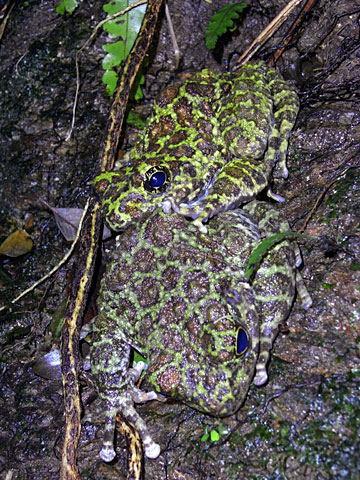 イシカワガエル イシカワガエル