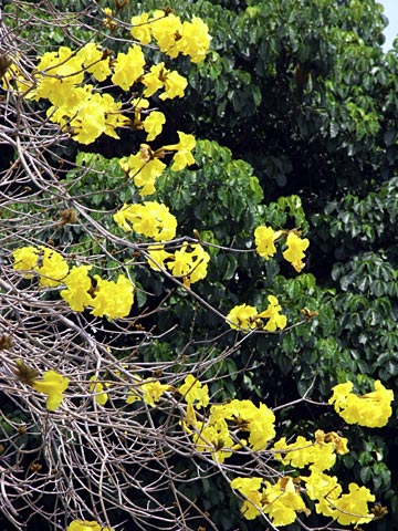 コガネノウゼン(イッペー) コガネノウゼン(イッペー)