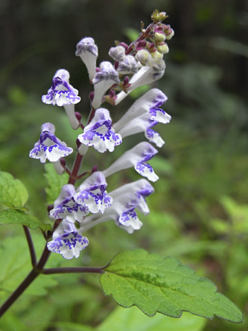 アカボシタツナミソウ アカボシタツナミソウ