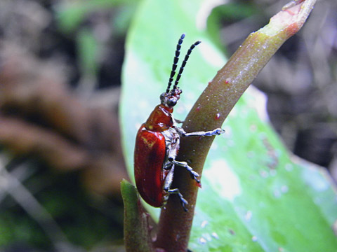 オキナワクビナガハムシ オキナワクビナガハムシ