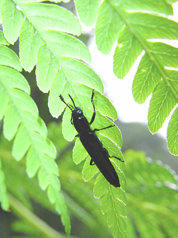 チュウジョウコメツキモドキ チュウジョウコメツキモドキ