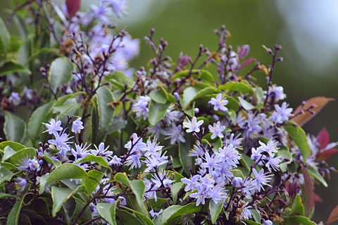 アオバナハイノキ アオバナハイノキ