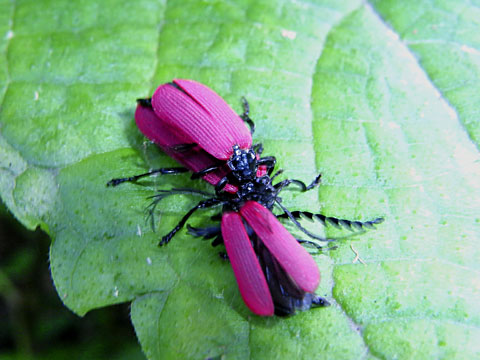 オオシマカクムネベニボタル オオシマカクムネベニボタル