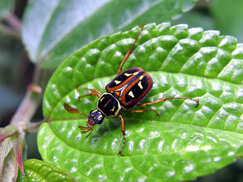 オオシマオオトラフコガネ オオシマオオトラフコガネ