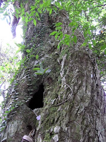 樹洞のある木 樹洞のある木