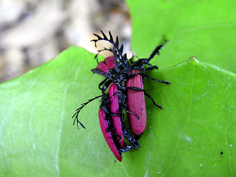 オオシマカクムネベニボタル オオシマカクムネベニボタル