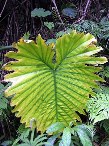 クワズイモ クワズイモ