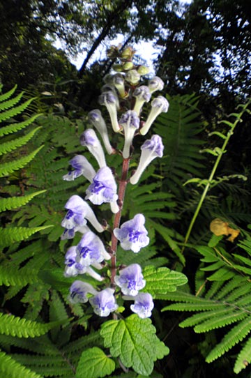 アカボシタツナミソウ アカボシタツナミソウ