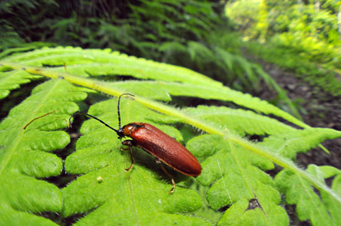 オキナワアカミナミボタル