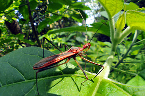 キベリヒゲナガサシガメ