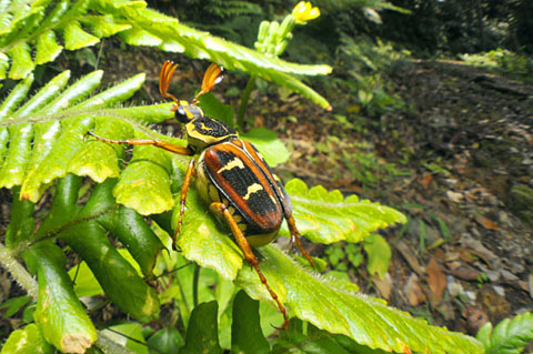オオシマオオトラフコガネ（褐色型雄）